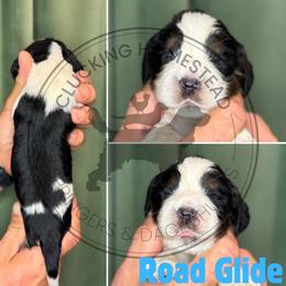 Road Glide - Black white and tan male English Springer Spaniel puppy in Fond Du Lac, Wisconsin from Clucking Homestead Springers & Dachshunds