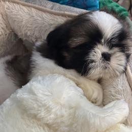 GIRL 1 - Red and white female Shih Tzu puppy in Centralia, Washington from FRUFFLES SHIH TZUS
