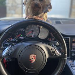 Yorkshire Terrier All Grown Up from Akc Quality Yorkies