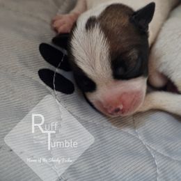 Russell Terrier Puppies from Hanna Kirkpatrick