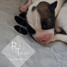 Russell Terrier Puppies from Hanna Kirkpatrick