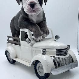 Clyde - Black and white male Olde English Bulldogge puppy in Camdenton, Missouri from Mule Pool Olde English Bulldogges