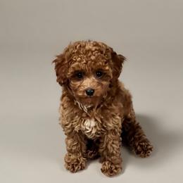 Marshmallow - Red  male Poodle puppy in Bells, Texas from Partridge Doodles and Poodles