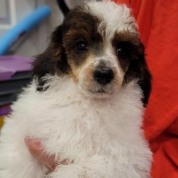 Dudley - Sable male Poodle puppy in Vinemont, Alabama from RottenDog's Poodles