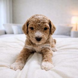 Houston - Apricot male Goldendoodle puppy in Pittsburg, Texas from Grace Springs Goldendoodles