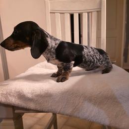 Sasha - Piebald female Dachshund puppy in Magnolia, Texas from J&R Macias Dachshunds