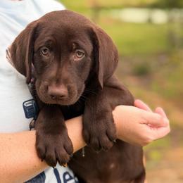 Rambo - Chocolate male Labrador Retriever puppy in Archer Lodge, North Carolina from Archer Lodge Labradors