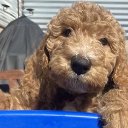 Girl 4 - Labradoodle puppy in Hawthorne, California from South Bay Doods
