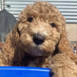 Girl 4 - Labradoodle puppy in Hawthorne, California from South Bay Doods