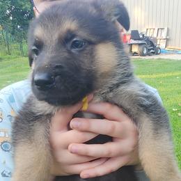 Yellow - Bi-color male German Shepherd puppy in Osage, Minnesota from Catensrud