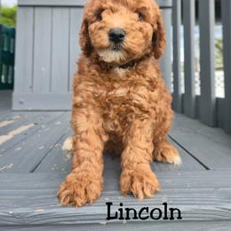 Lincoln - Red  male Goldendoodle puppy in Archbold, Ohio from Wurster's Mini Wee Doodles
