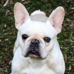French Bulldogs from The French Bulldog Boutique