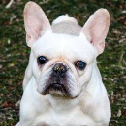 French Bulldogs from The French Bulldog Boutique