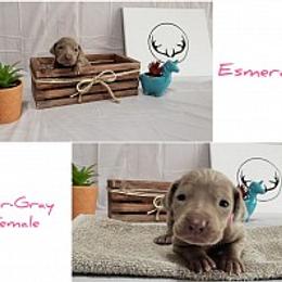 Weimaraner Puppies from LAAT Weims