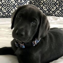 Dilute Retriever and Labrador Retriever Puppies from Winter Creek Labradors