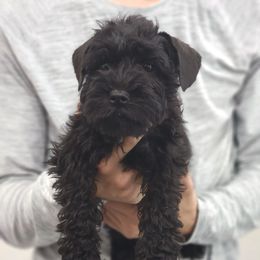 Raifiki - Black male Miniature Schnauzer puppy in Piedmont, Oklahoma from J&K's Miniature Schnauzers