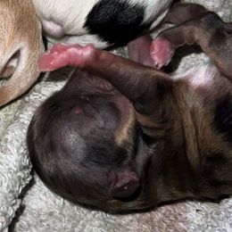 Teenie - Merle female Chihuahua puppy in Sherwood, Arkansas from Bartelt Breeders
