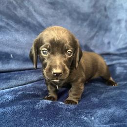 Picasso - Black male Dachshund puppy in Memphis, Tennessee from River City Doxies