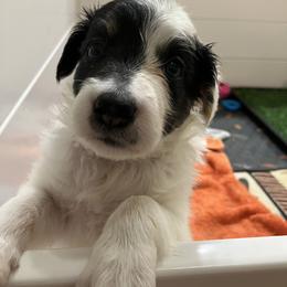 Border Collie Puppies from Spotted Feather Farm