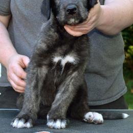 Irish Wolfhound Puppies from Mt Carmel Irish Wolfhounds