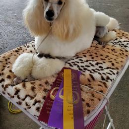 Poodle All Grown Up from Reflexxion Poodles