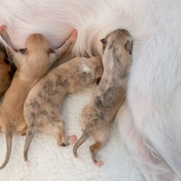 Silken Windhound Puppies from Redshift Silken Windhounds