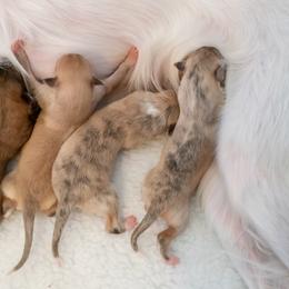Silken Windhound Puppies from Redshift Silken Windhounds