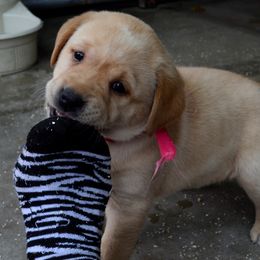 Puppy - Yellow Labrador Retriever puppy in Parkfield, California from Varian Kennels