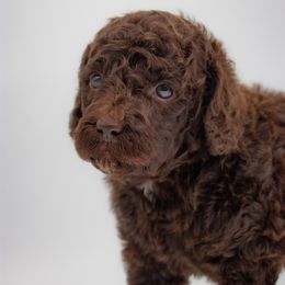 Orange Boy - Chocolate male Goldendoodle puppy in Lafayette, Alabama from Sweethaven Kennels