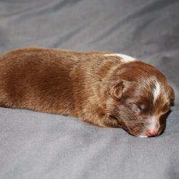 Honor - Red & white female Australian Shepherd puppy in Marshall, Indiana from Larkwood Australian Shepherds