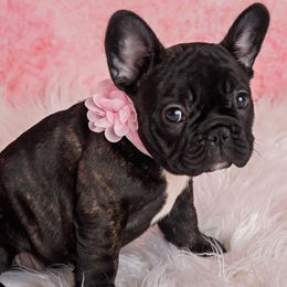 French Bulldogs from Timeless French Bulldogs