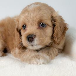 Bear - Cream male Cockapoo puppy in Pledger, Texas from Sugarbear Cockapoos