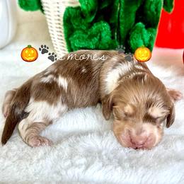 Smores(3800) - Dapple male Dachshund puppy in Augusta, Arkansas from Savvy-Dee's Dachshunds