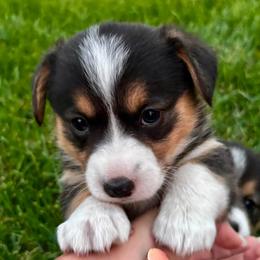 Girl 3 - female Pembroke Welsh Corgi puppy in Edwall, Washington from Lindsey's Pembroke Welsh Corgis