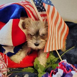 Blue collar - Salt and pepper male Miniature Schnauzer puppy in Mineola, Texas from Nikkis Minis