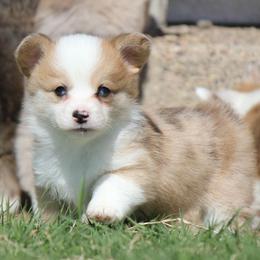 Light Sable Merle Female - Sable merle and white female American Corgi puppy in Cameron, Texas from Moonstone Corgis & Frenchies