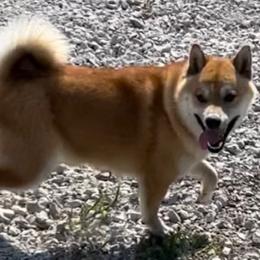 Shiba Inu puppies from Elite Puppies of Oklahoma