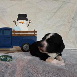 Toast - Black and white male Sheepadoodle puppy in Weatherford, Texas from Oodles of poodles and doodles