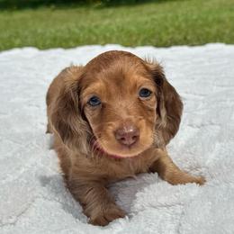 Cookie - Dapple female Dachshund puppy in Homestead, Florida from Redland Dachshund Grove