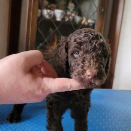 Poodle Puppies from Susan's Poodles