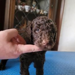 Poodle Puppies from Susan's Poodles