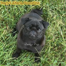 Alberta - Pug