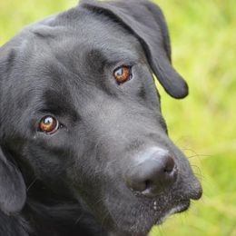 Golden Retrievers and Labrador Retrievers from Iron Sky Retrievers
