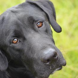 Golden Retrievers and Labrador Retrievers from Iron Sky Retrievers