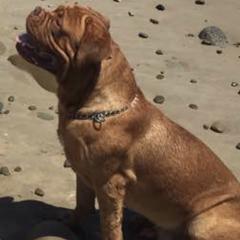 Dogues de Bordeaux from Chatsworth DDB