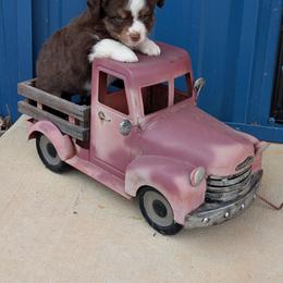 Ella - Red tri female Miniature Australian Shepherd puppy in Lufkin, Texas from Texas Lil Cowdogs