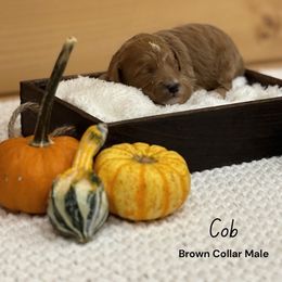 Boy 3 - Parti male Goldendoodle puppy in Voluntown, New York from Barnwood Doodles