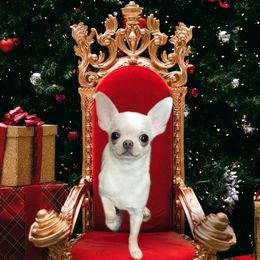 Chihuahua Puppies from Country Charm Chihuahuas