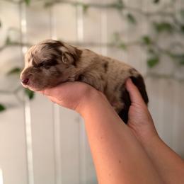 Monica - Red merle female Australian Shepherd puppy in Dunn, North Carolina from The Dogs of Working Aussies Homestead