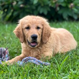 Akira - Apricot female Goldendoodle puppy in Philadelphia, Pennsylvania from Philly's Designer Doodles